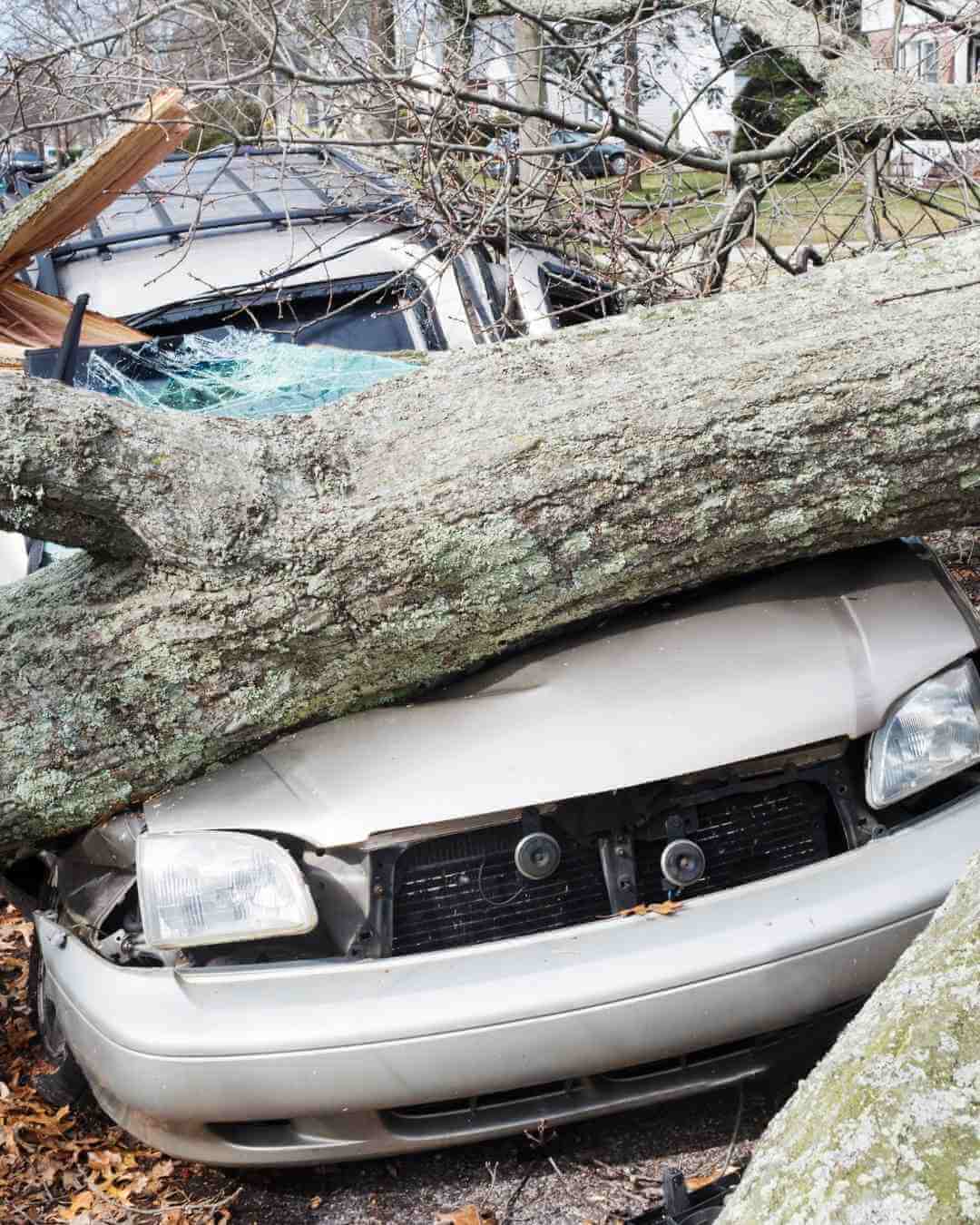 Tree fallen on car causing significant damage to the vehicle's front end.